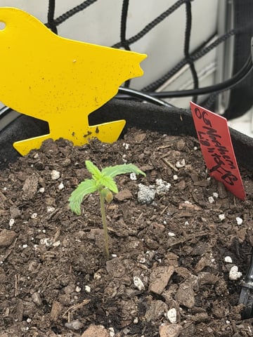 Midsummer Outdoor — vegetative, day 7