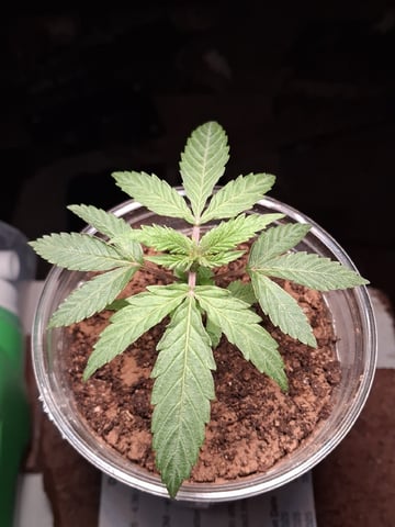 My First Grow — vegetative, day 41