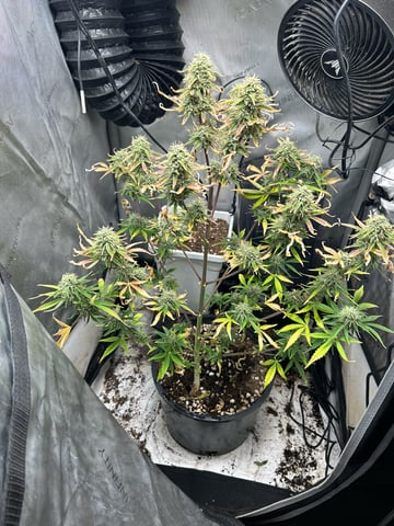 two clones and sour diesel  — flower, day 46