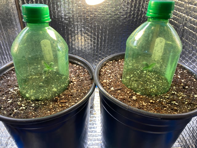 queen of soul X cap junky  — seedling_rooting, day 7