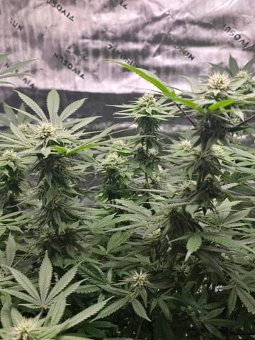 First grow — flower, day 83