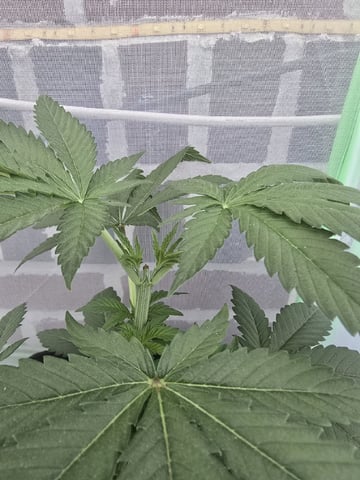 Garlic Gas - Fem Photo — vegetative, day 35