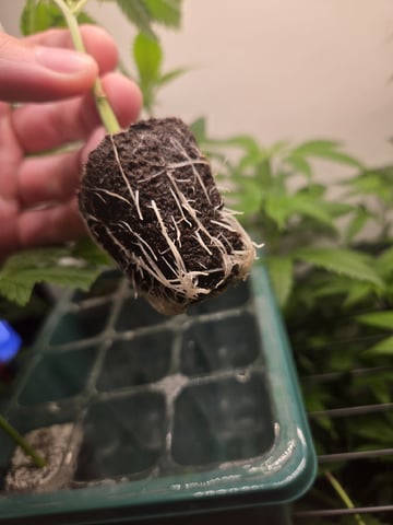 Funk Mountain 2 — vegetative, day 1