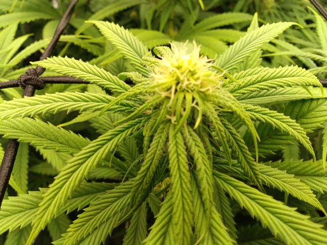 Starfighter/Ohio Guptilla Hybrid — flower, day 6