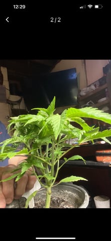  strawberry cough  — vegetative, day 35