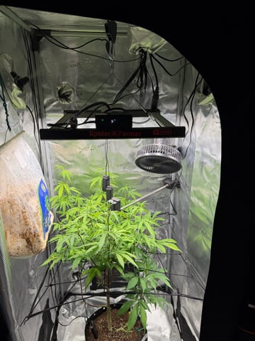 Apple fritter  Clones round two — vegetative, day 152