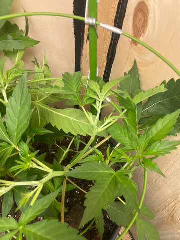 Ak-47 (Fast Verison) and pine Auto  — vegetative, day 33