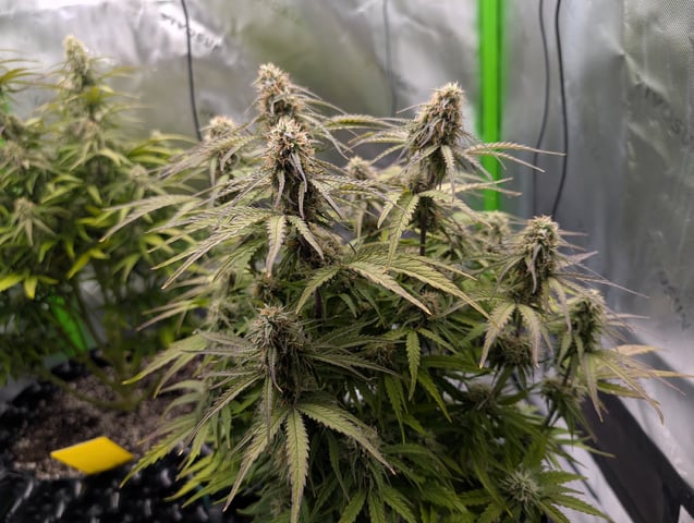 Titan F1 grow  — flower, day 64