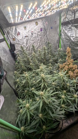 Strawberry Cheesecake Seedsman Seeds Autoflowers x2 — flower, day 66
