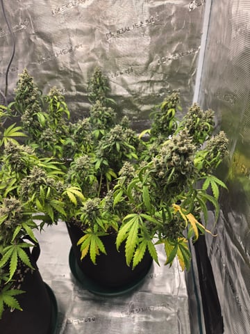 3rd Grow 3x3 tent — flower, day 86