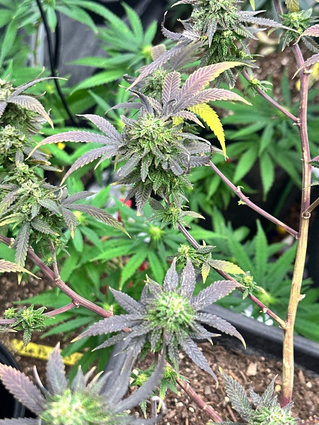 The Bud Professional Candy Factory 