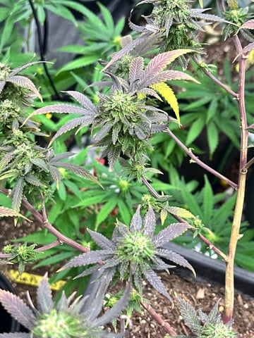 The Bud Professional Candy Factory  — flower, day 1