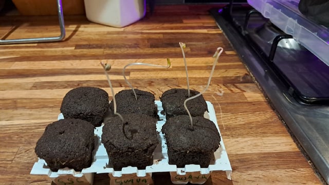 No3 — germination, day 8