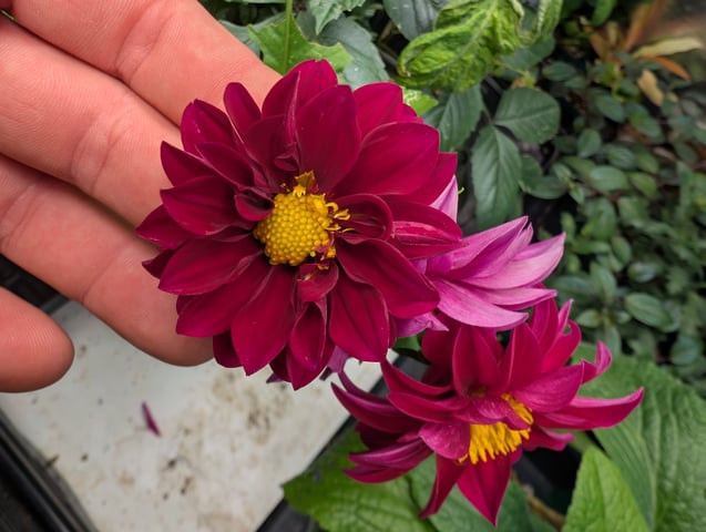 dahlia breeding — flower, day 10