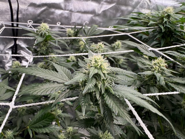 Green Gelato — flower, day 77