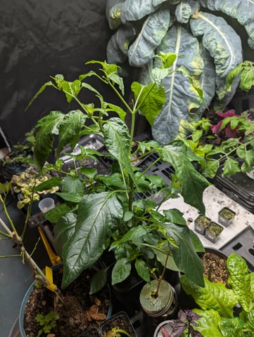 See what grows — vegetative, day 75