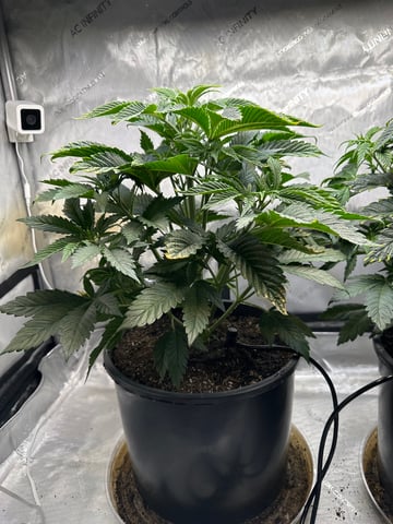 White Russian — vegetative, day 33