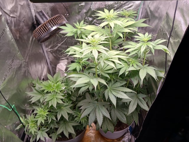 Gorilla Sherbert Feminized From Blimburn Seeds  — flower, day 45