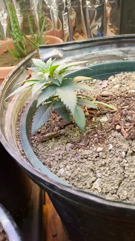 Jack hearer/Jack the ripper? — vegetative, day 33