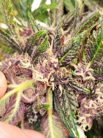 Autoflower grow. my first grow  — flower, day 73