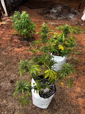 Autoflowers — flower, day 57