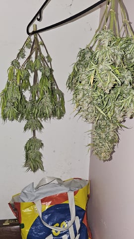 critical orange punch / strawberry soda — flower, day 71