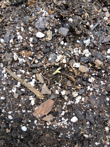 My First Grow — germination, day 3