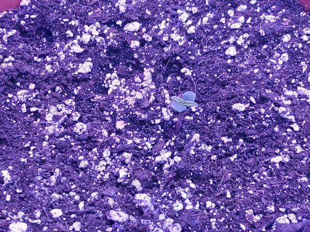 CountryG  — seedling_rooting, day 7