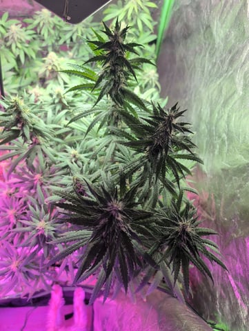 2025-26 — flower, day 91