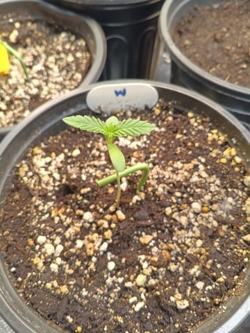 OG KUSH — germination, day 6