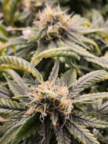 Platnium Jelly — flower, day 106