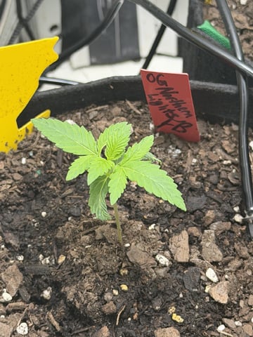 Midsummer Outdoor — vegetative, day 10