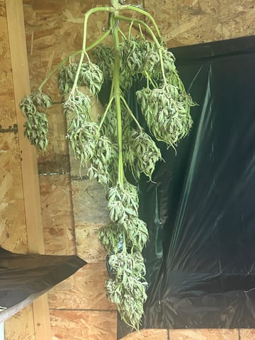 First ever grow — harvest, day 94
