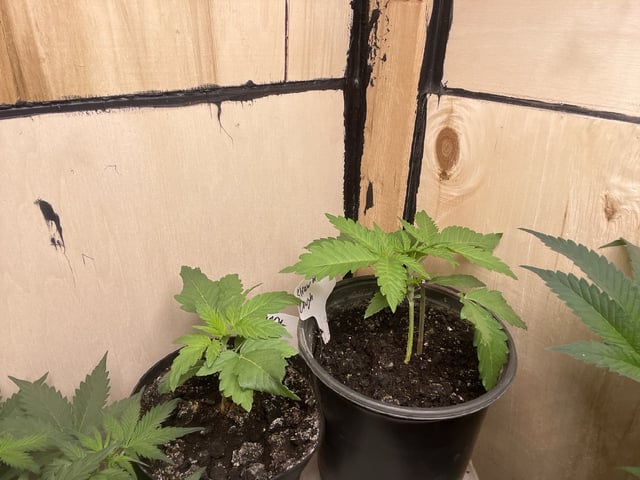  strawberry cough  — vegetative, day 24