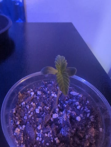 pineapple × super lemon haze — seedling_rooting, day 1