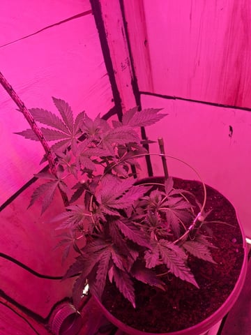 lil babies  — flower, day 18