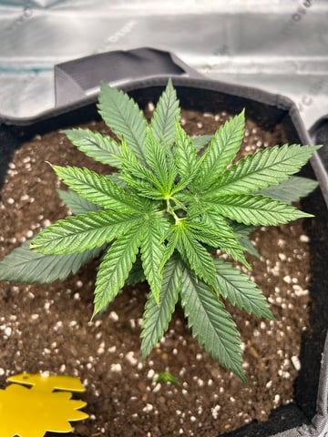 First Ever Grow GT — vegetative, day 26