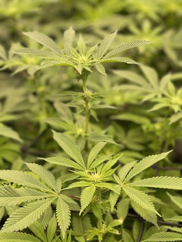 1st Ever Grow (GodFather OG) (Coco) — flower, day 99