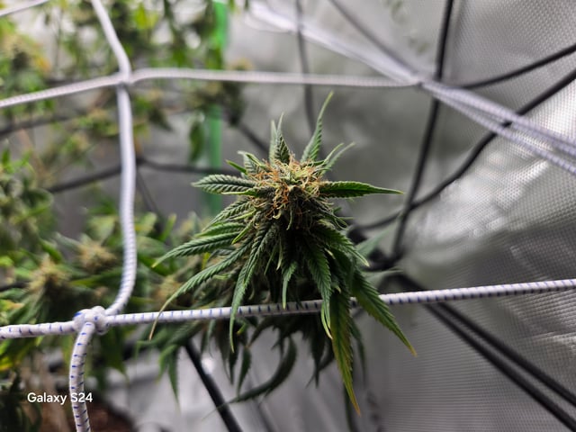 First Time — flower, day 78