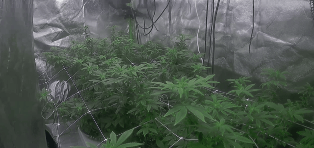 new bee's  — flower, day 93