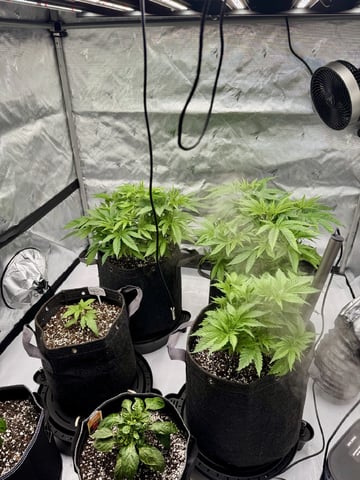 Gas Man #1 — vegetative, day 48