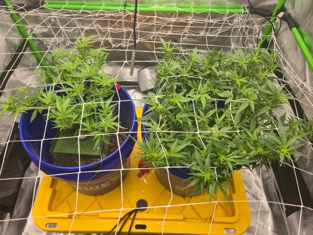 Fastbuds Autoflower Run — flower, day 46