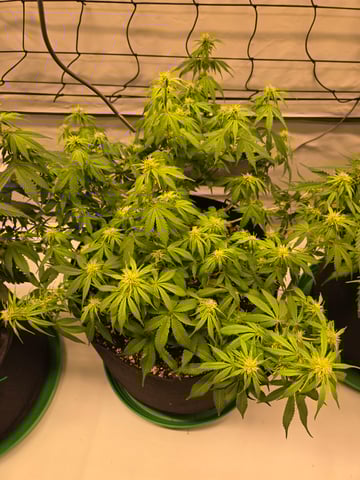 Purple Skunk 3 x 5  — flower, day 57