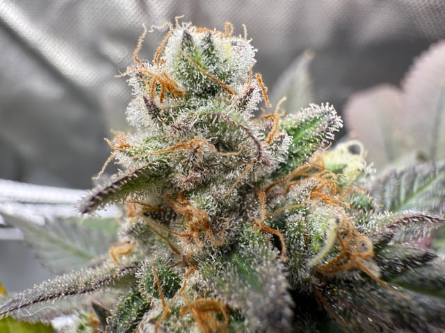 Green Gelato — flower, day 112