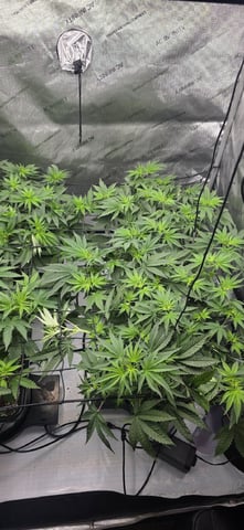 Lime Rian. — flower, day 46
