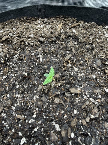 Gorilla Cookies 2nd Try — seedling_rooting, day 10