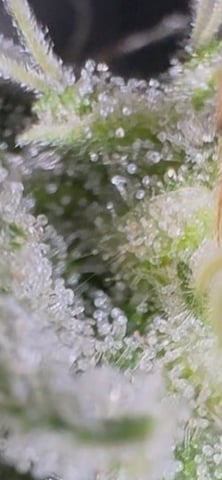 OG Kush — flower, day 131