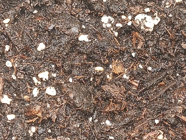 4th grow  — seedling_rooting, day 172