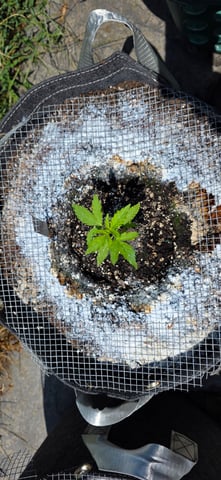 Let's just leave these right here! — seedling_rooting, day 23