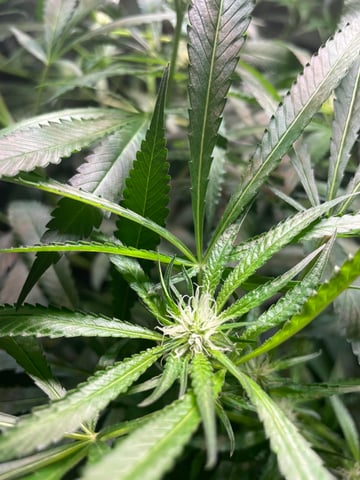 tent grow — flower, day 28